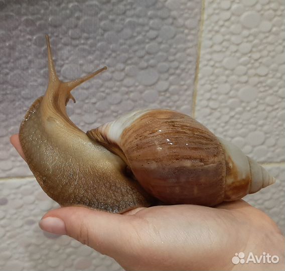 Улитки ахатины идеальный питомец