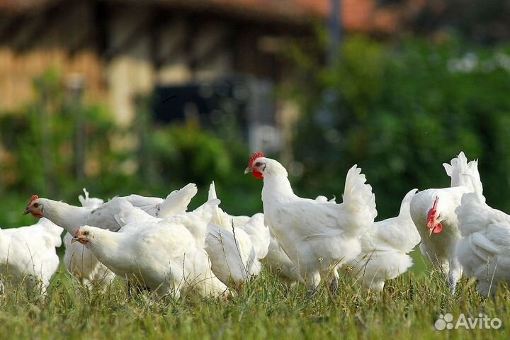Куры несушки Белые