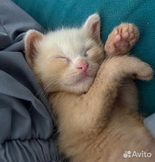 Котенок в добрые руки