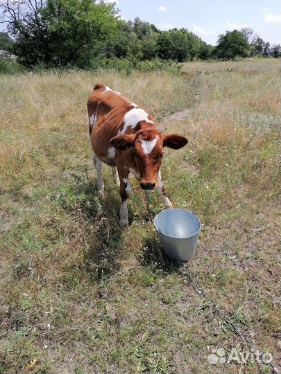 Корова и тёлочка