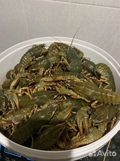 Донские удачные раки