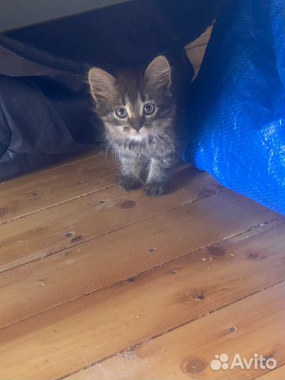 Очаровательный котенок