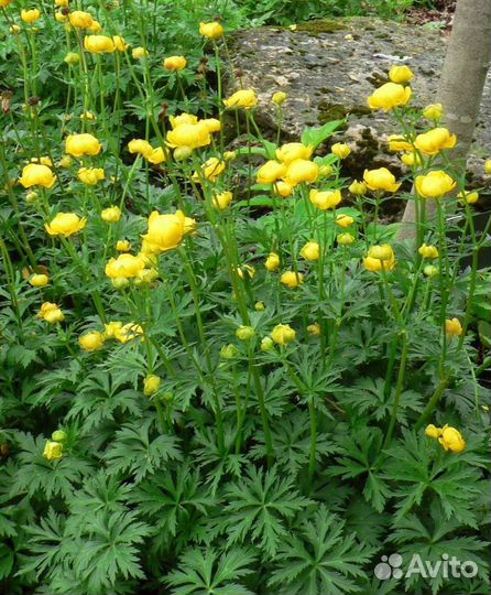 Купальницы коллекция сортов саженцы для посадки