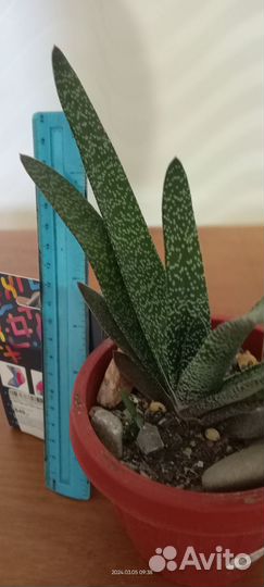 Крассула.Алоэ.Санса.Агава.Гастерия.Рипсалис.Хаворт