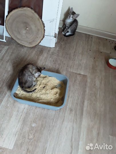 Голубоглазые милахи от сиамской кошки