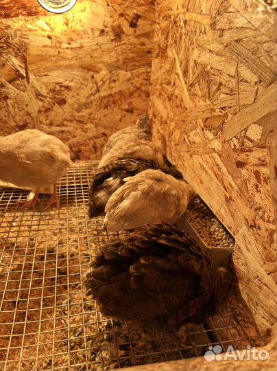 Перепелки, икуб яйцо