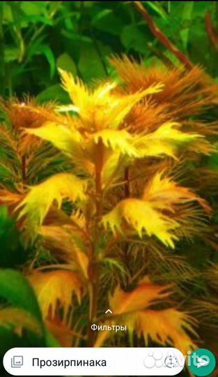 Аквариумное растение