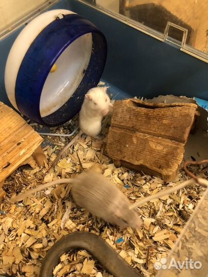 Песчанки монгольские