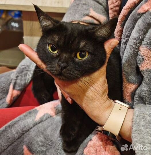 Брошенная девочка ищет дом черная кошка