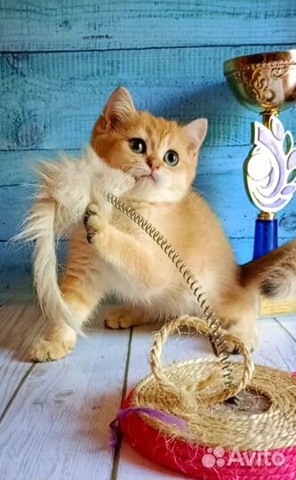 Золотой шотландский принц