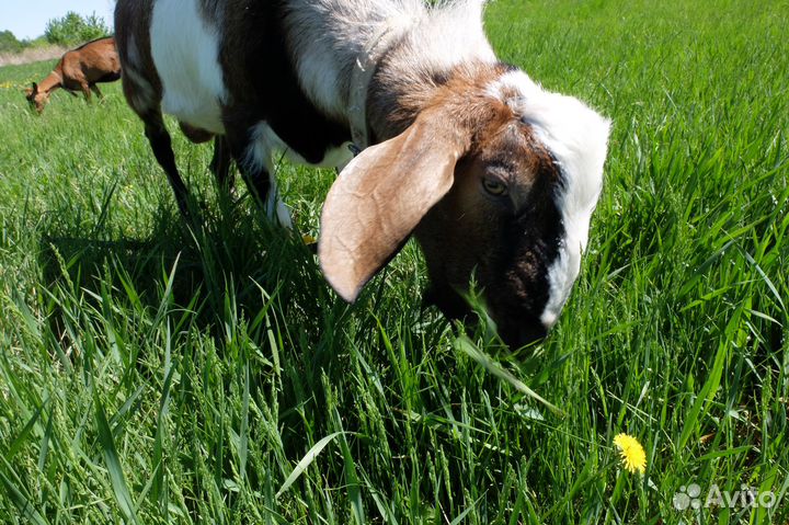 Козел на вязку англо-нубийский 100 чистопородный