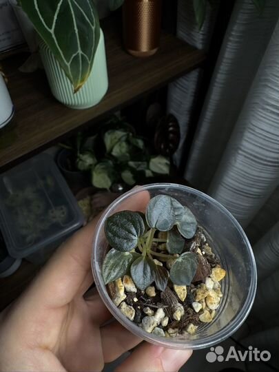 Переромия санторини