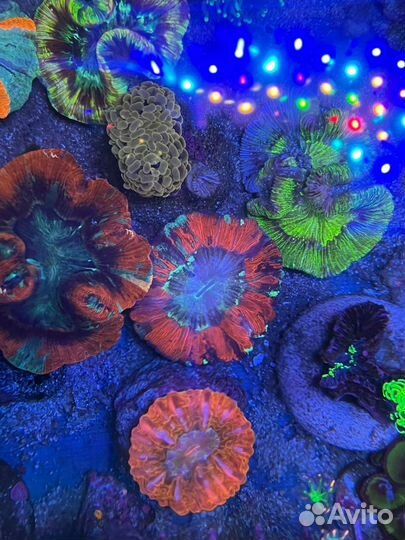 Живые кораллы