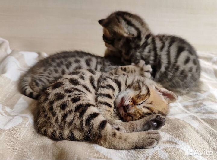 Бенгальские котята