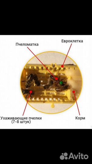 Пчеломатки бакфаст и карника