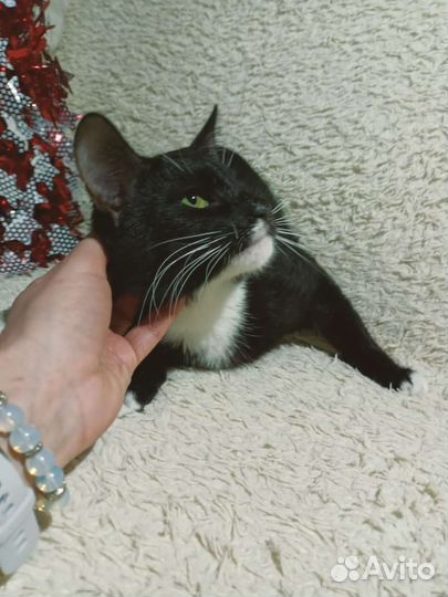 Отдам кота в добрые руки