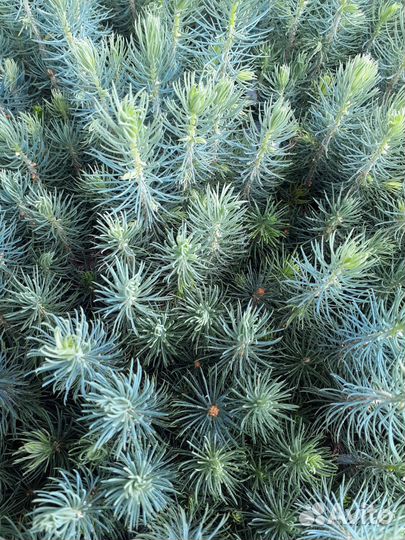 Сеенцы Ель голубая глаука