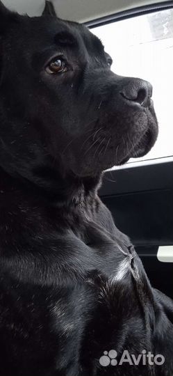 Фотосессия с собакой