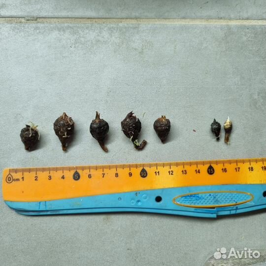 Клубни Алоказия Блек Вельвет