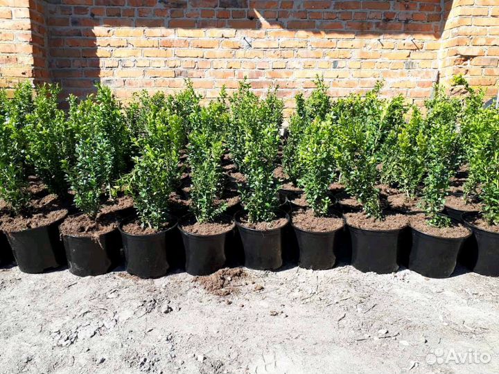 Самшит вечнозелёный