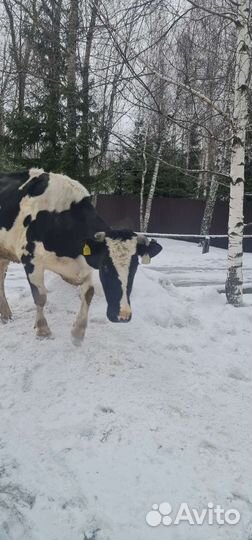 Тёлки. Нетели