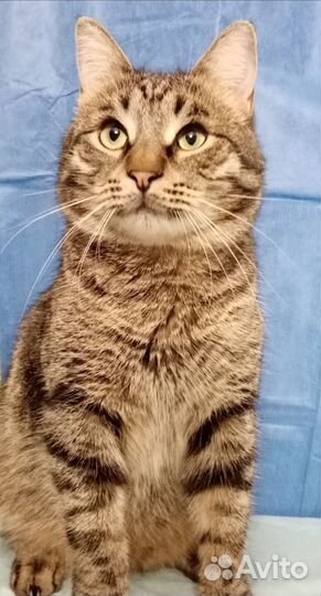 Полосатик ищет дом