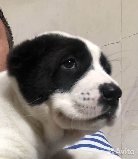 Среднеазиатская овчарка