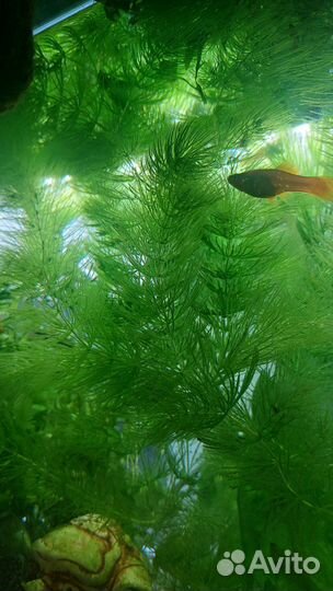 Аквариумное растение