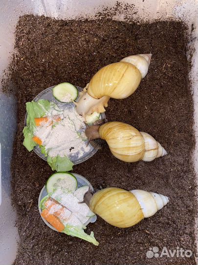 Улитки ахатина фулика родация альбино