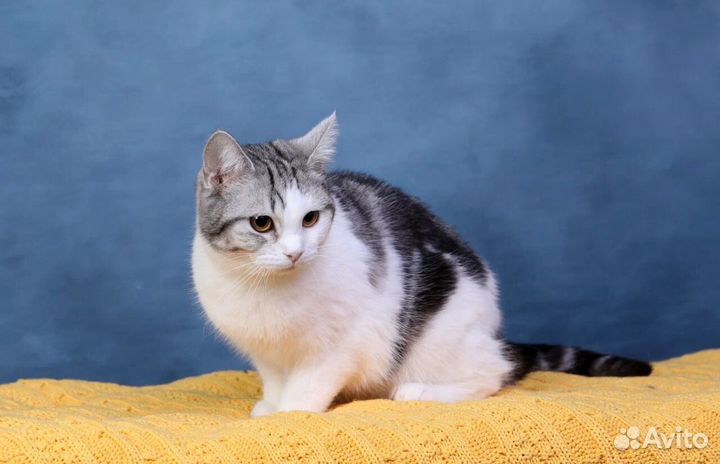 Ищет дом молодая кошечка Кати