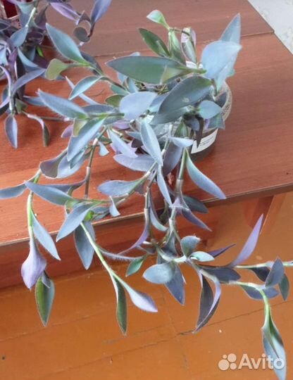 Традесканция