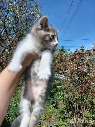 Отдам в добрые руки