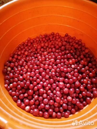 Брусника очищенная