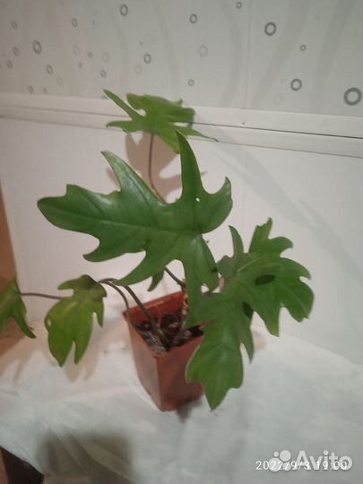 Филодендрон и К