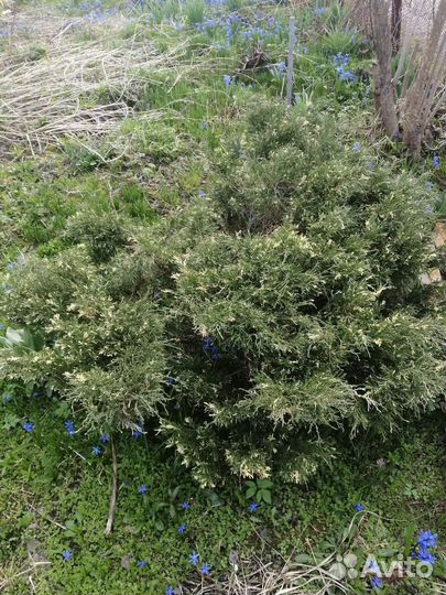 Можжевельник