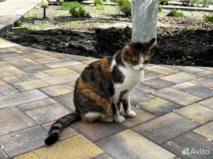 Прочная Тротуарная Плитка