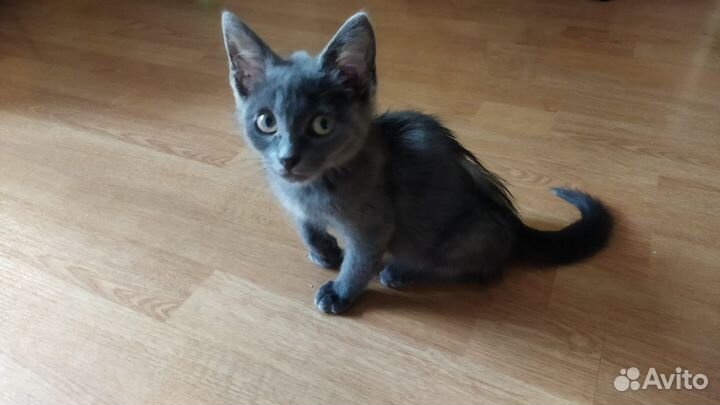 Котёнок мальчик