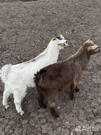 Козлики от нубийца