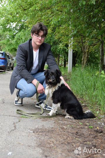 Классный пёс ищет дом