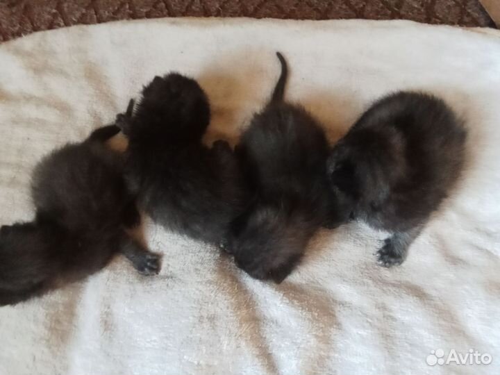 Отдам котят в добрые руки