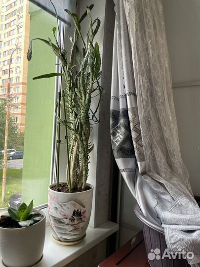 Кактус большой