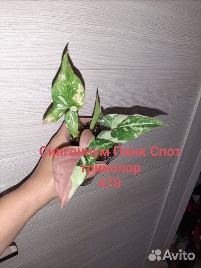 Комнатные растения ассорти