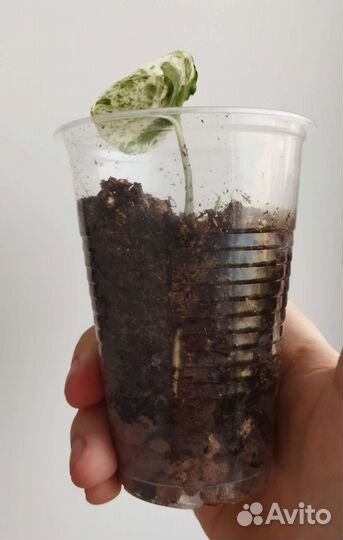 Эпипремнум вайт марбл