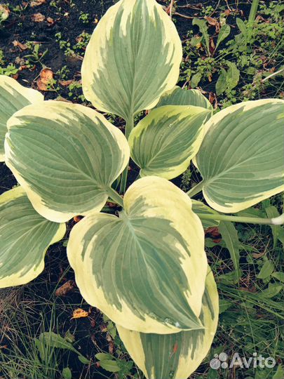 Хоста либерти