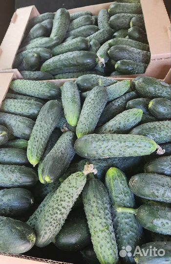 Огурцы свежие оптом