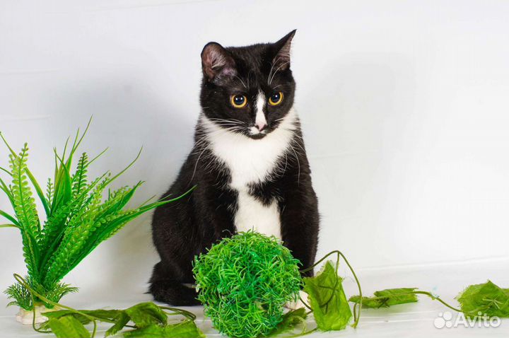 Кошка Кроха (1 год)