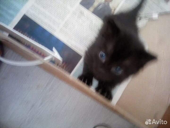 Котята от домашней кошки