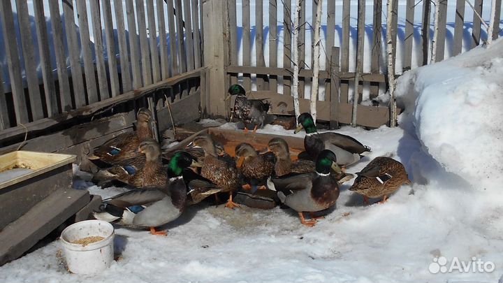 Утки подсадные для охоты