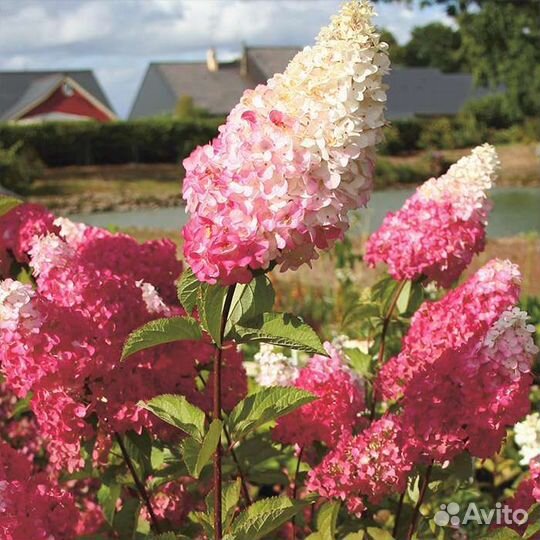 Гортензия Фрайз Мельба и другие