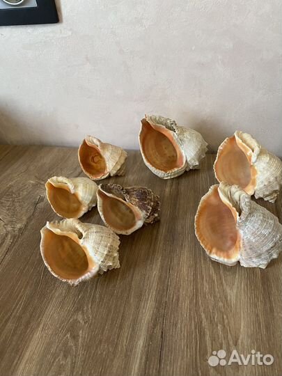 Ракушки морские